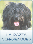 LA RAZZA SCHAPENDOES