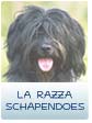 LA RAZZA SCHAPENDOES