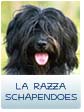 LA RAZZA SCHAPENDOES